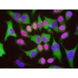 Immunofluorescence - Anti-Lamin A/C Antibody (A85442) - Antibodies.com