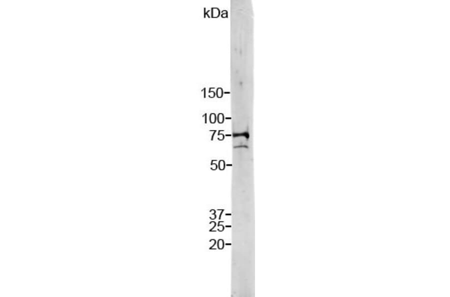 Western Blot - Anti-Lamin A/C Antibody (A85442) - Antibodies.com
