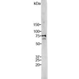 Western Blot - Anti-Lamin A/C Antibody (A85442) - Antibodies.com