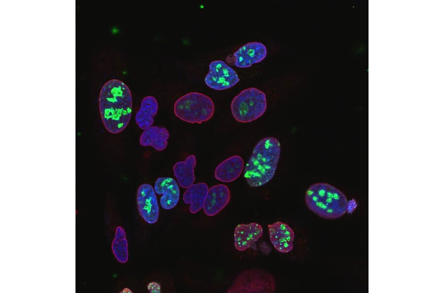 Immunofluorescence - Anti-Lamin A + Lamin C Antibody (A85443) - Antibodies.com