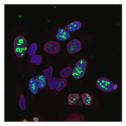Immunofluorescence - Anti-Lamin A + Lamin C Antibody (A85443) - Antibodies.com