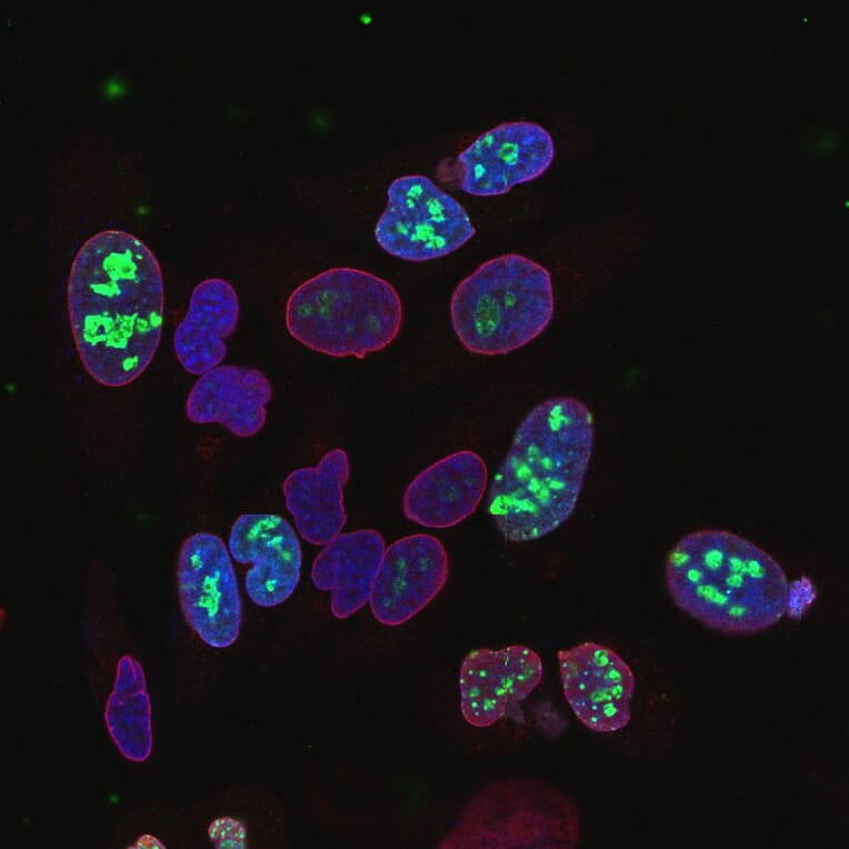 Immunofluorescence - Anti-Lamin A + Lamin C Antibody (A85443) - Antibodies.com