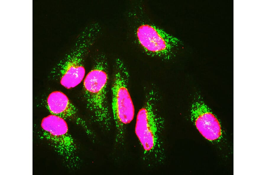 Immunofluorescence - Anti-Lamin A + Lamin C Antibody (A85443) - Antibodies.com