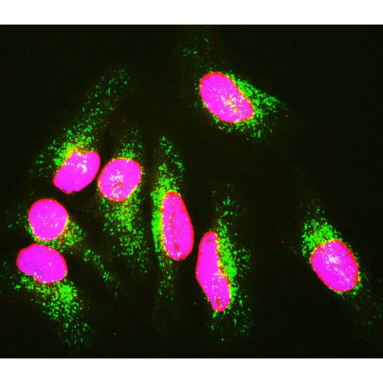 Immunofluorescence - Anti-Lamin A + Lamin C Antibody (A85443) - Antibodies.com