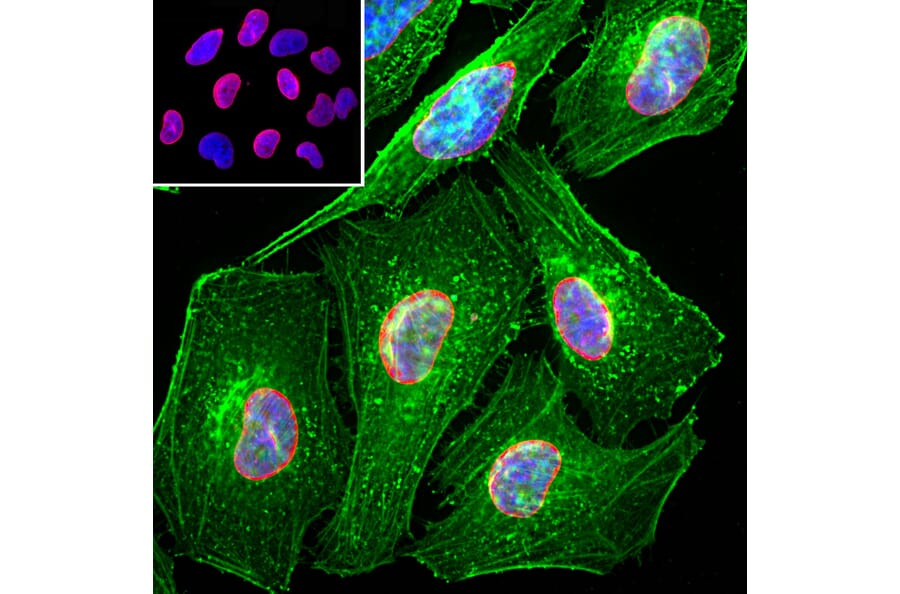 Immunofluorescence - Anti-Lamin A + Lamin C Antibody (A85443) - Antibodies.com