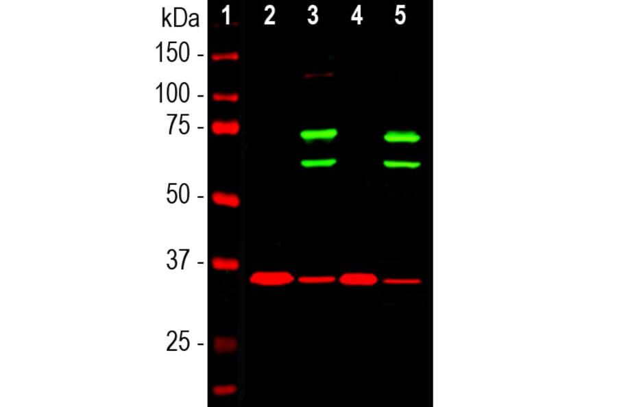 Western Blot - Anti-Lamin A + Lamin C Antibody (A85443) - Antibodies.com