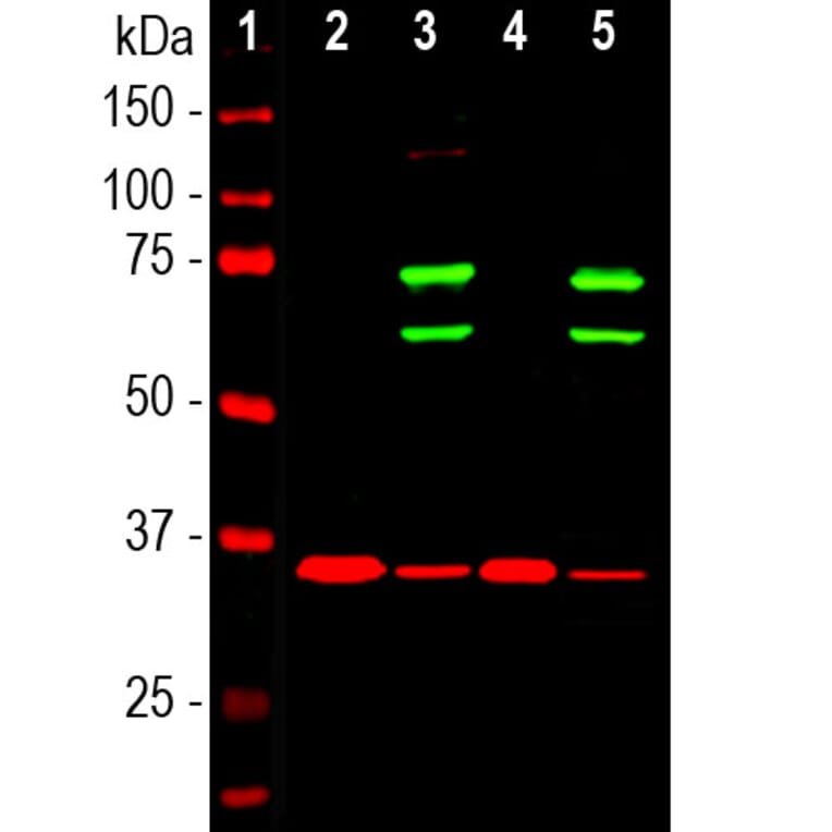 Western Blot - Anti-Lamin A + Lamin C Antibody (A85443) - Antibodies.com