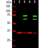 Western Blot - Anti-Lamin A + Lamin C Antibody (A85443) - Antibodies.com