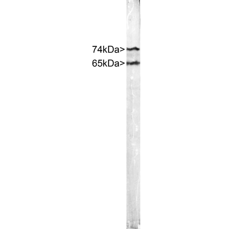 Western Blot - Anti-Lamin A + Lamin C Antibody (A85443) - Antibodies.com