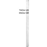 Western Blot - Anti-Lamin A + Lamin C Antibody (A85443) - Antibodies.com