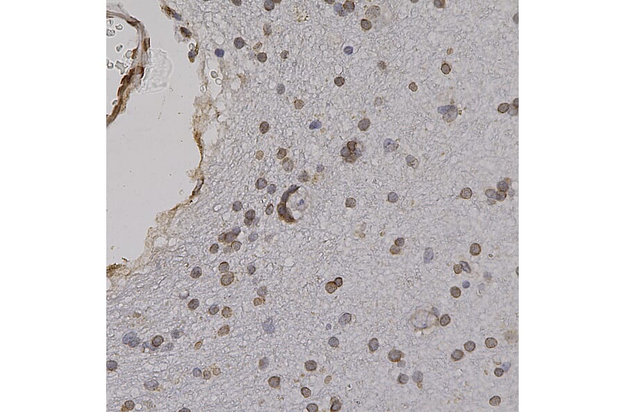 Immunohistochemistry - Anti-Lamin A + Lamin C Antibody (A85443) - Antibodies.com