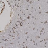 Immunohistochemistry - Anti-Lamin A + Lamin C Antibody (A85443) - Antibodies.com