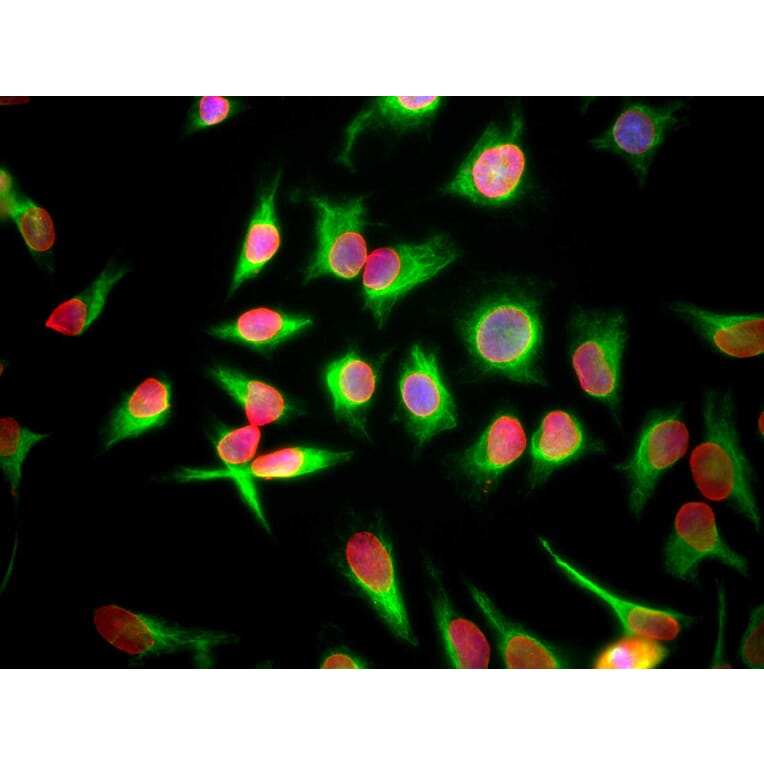 Immunofluorescence - Anti-Lamin A + Lamin C Antibody [4C4] (A85444) - Antibodies.com