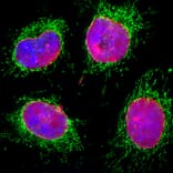 Immunofluorescence - Anti-Lamin A + Lamin C Antibody [4C4] (A85444) - Antibodies.com