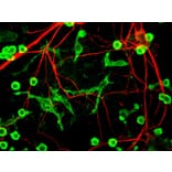 Immunofluorescence - Anti-Alpha-Internexin Antibody (A85446) - Antibodies.com