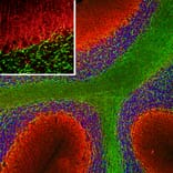 Immunofluorescence - Anti-alpha Internexin Antibody (A85446) - Antibodies.com