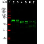 Western Blot - Anti-alpha Internexin Antibody (A85446) - Antibodies.com