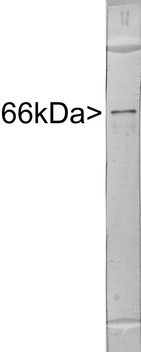 Anti-alpha Internexin Antibody (A85446) | Antibodies.com