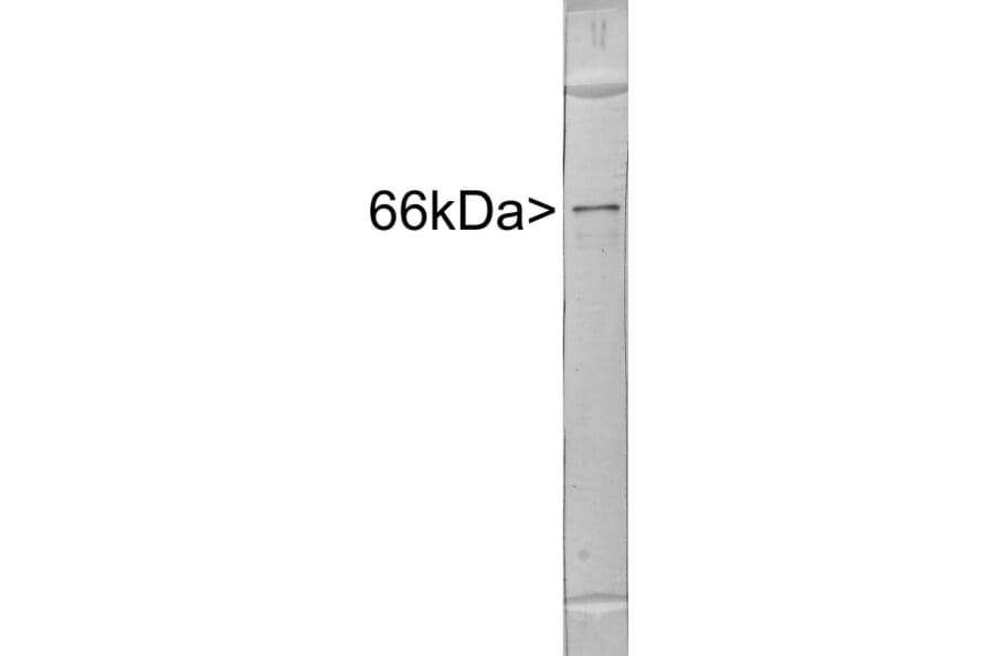 Western Blot - Anti-alpha Internexin Antibody (A85446) - Antibodies.com