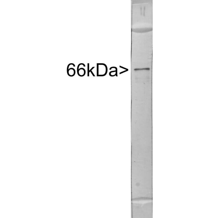 Western Blot - Anti-Alpha-Internexin Antibody (A85446) - Antibodies.com