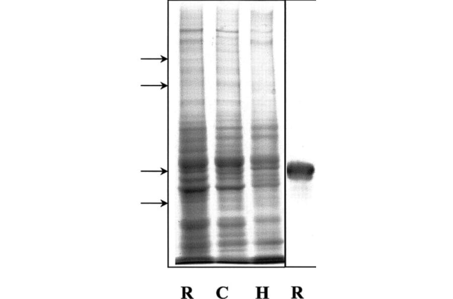Western Blot - Anti-alpha Internexin Antibody [1D2] (A85447) - Antibodies.com