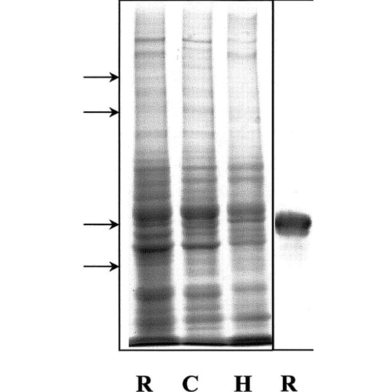 Western Blot - Anti-alpha Internexin Antibody [1D2] (A85447) - Antibodies.com