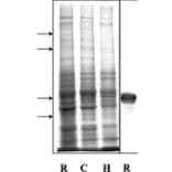 Western Blot - Anti-alpha Internexin Antibody [1D2] (A85447) - Antibodies.com