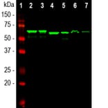 Western Blot - Anti-alpha Internexin Antibody [1D2] (A85447) - Antibodies.com