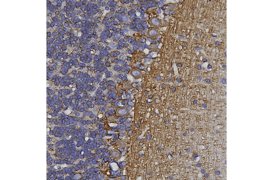 Immunohistochemistry - Anti-alpha Internexin Antibody [1D2] (A85447) - Antibodies.com