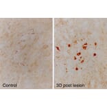 Immunohistochemistry - Anti-alpha Internexin Antibody [2E3] (A85448) - Antibodies.com