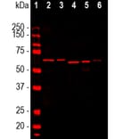 Western Blot - Anti-alpha Internexin Antibody [2E3] (A85448) - Antibodies.com