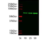 Western Blot - Anti-alpha Internexin Antibody [2E3] (A85448) - Antibodies.com
