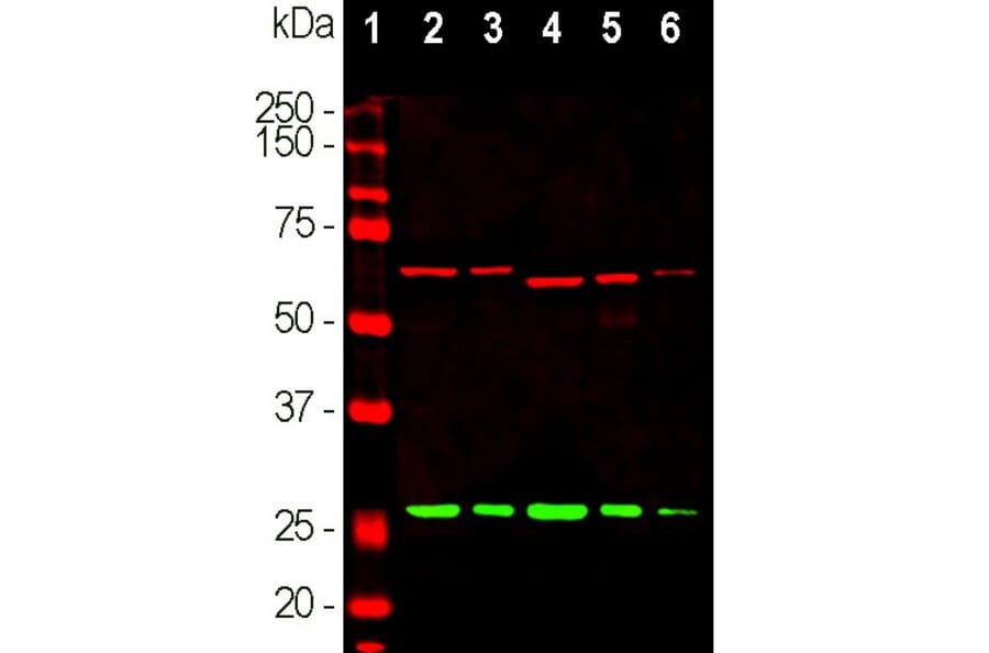 Western Blot - Anti-alpha Internexin Antibody [2E3] (A85448) - Antibodies.com