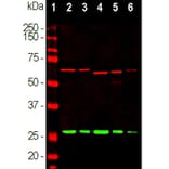 Western Blot - Anti-alpha Internexin Antibody [2E3] (A85448) - Antibodies.com