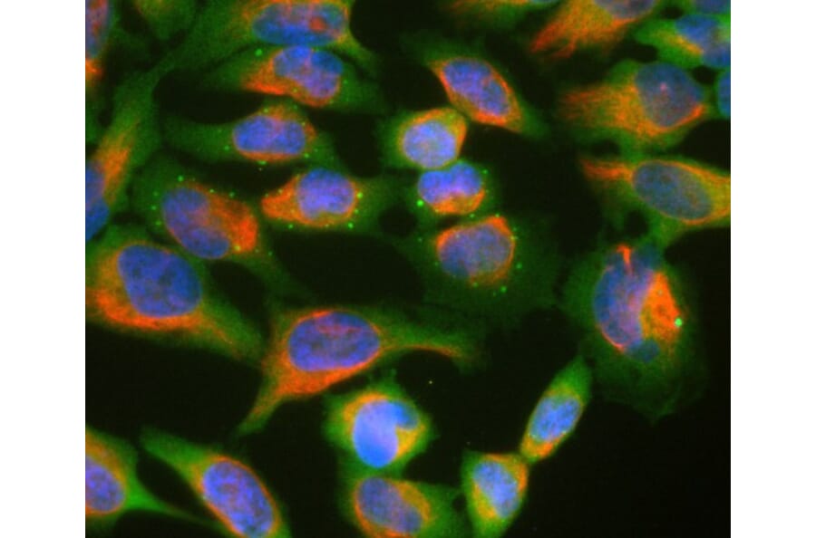 Immunofluorescence - Anti-Ubiquilin 2 Antibody [6H9] (A85449) - Antibodies.com
