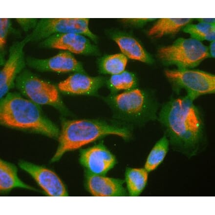 Immunofluorescence - Anti-Ubiquilin 2 Antibody (A85449) - Antibodies.com