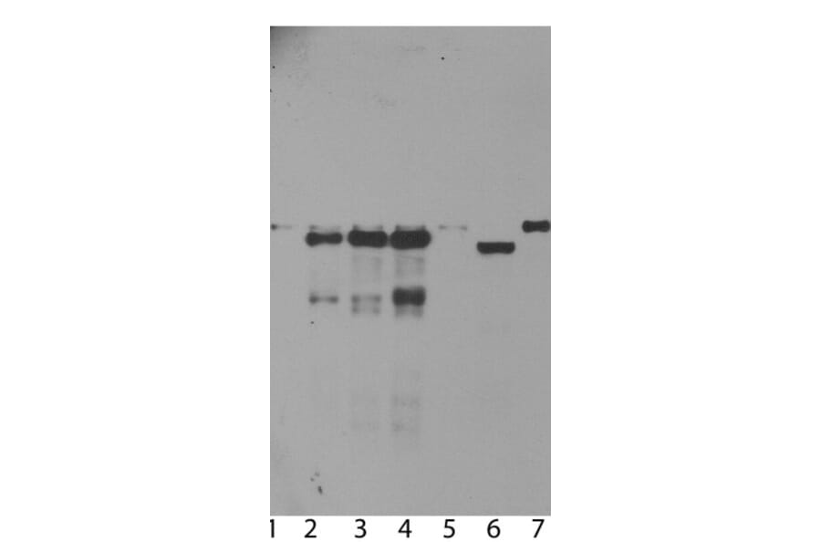 Western Blot - Anti-Ubiquilin 2 Antibody [6H9] (A85449) - Antibodies.com