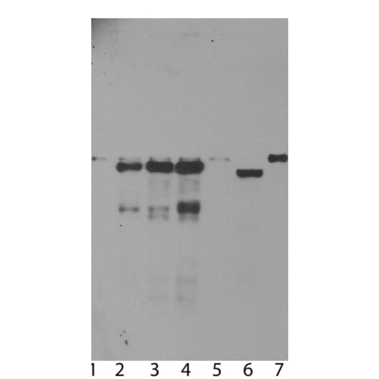 Western Blot - Anti-Ubiquilin 2 Antibody (A85449) - Antibodies.com