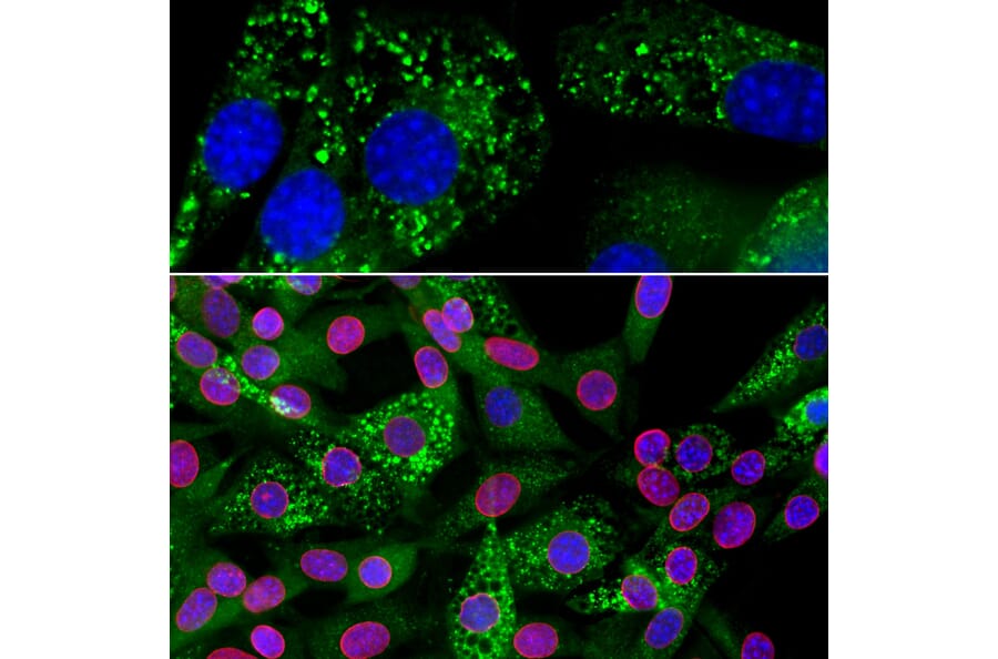 Immunofluorescence - Anti-Ubiquilin 2 Antibody [6H9] (A85449) - Antibodies.com
