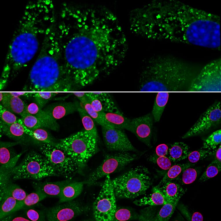 Immunofluorescence - Anti-Ubiquilin 2 Antibody [6H9] (A85449) - Antibodies.com