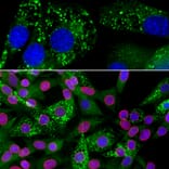 Immunofluorescence - Anti-Ubiquilin 2 Antibody [6H9] (A85449) - Antibodies.com