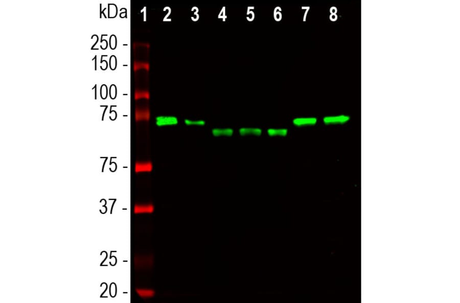 Western Blot - Anti-Ubiquilin 2 Antibody [6H9] (A85449) - Antibodies.com