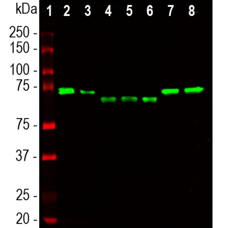 Western Blot - Anti-Ubiquilin 2 Antibody [6H9] (A85449) - Antibodies.com