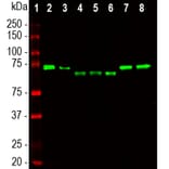 Western Blot - Anti-Ubiquilin 2 Antibody [6H9] (A85449) - Antibodies.com