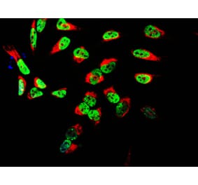Immunofluorescence - Anti-TAF15 Antibody (A85450) - Antibodies.com