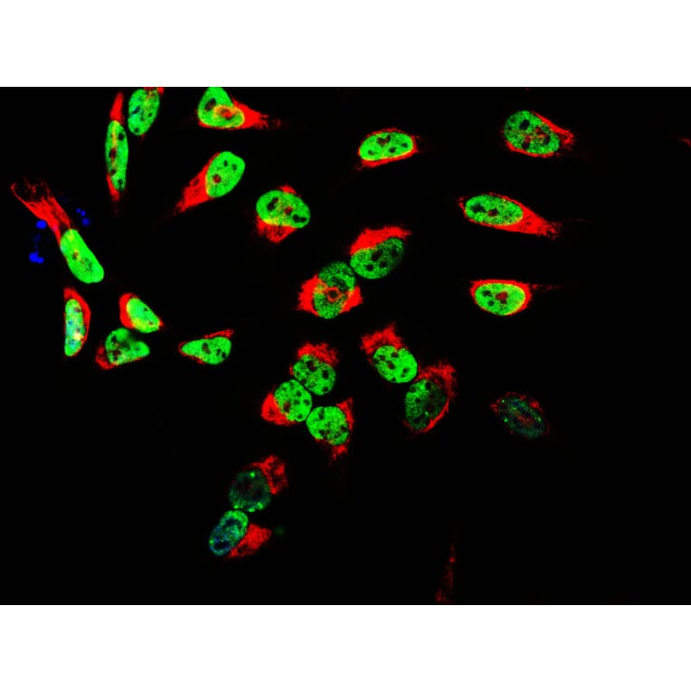 Immunofluorescence - Anti-TAF15 Antibody [4D71] (A85450) - Antibodies.com