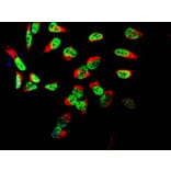 Immunofluorescence - Anti-TAF15 Antibody [4D71] (A85450) - Antibodies.com
