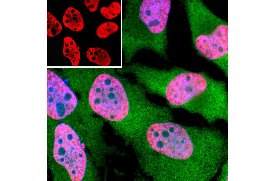 Immunofluorescence - Anti-TAF15 Antibody [4D71] (A85450) - Antibodies.com
