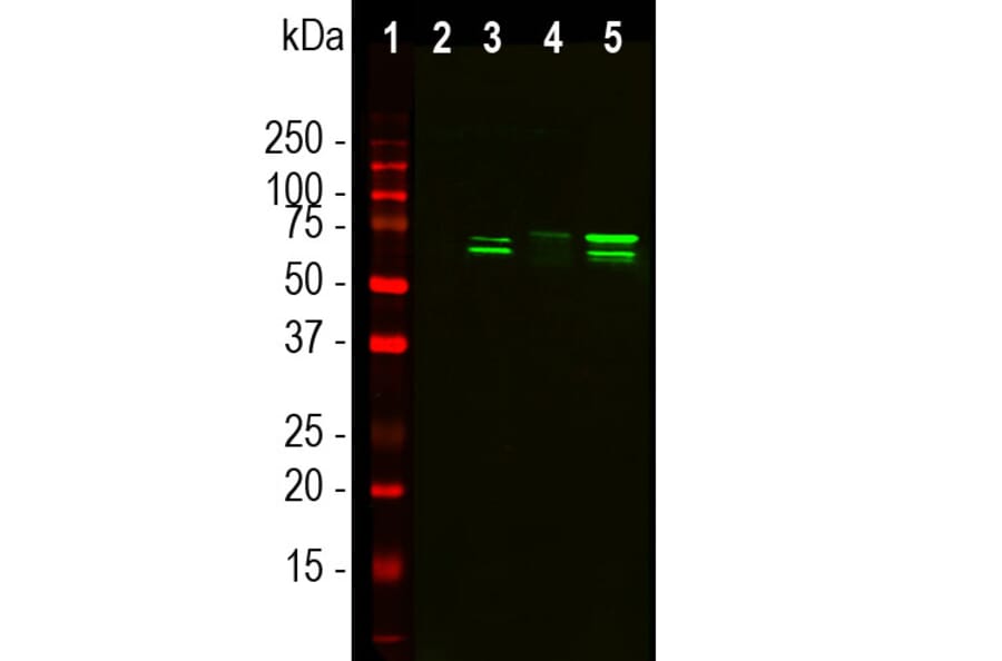 Western Blot - Anti-TAF15 Antibody [4D71] (A85450) - Antibodies.com