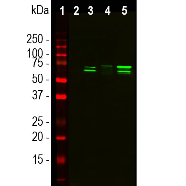 Western Blot - Anti-TAF15 Antibody [4D71] (A85450) - Antibodies.com